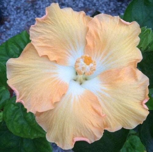 MABES WAREHOUSE 10 Rare Peach White Hibiscus Seeds Garden Tropical Perennial Flower Exotic Hardy