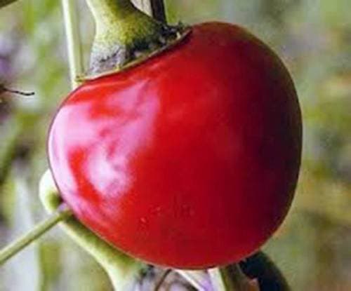 PEPPER SEED, LARGE HOT CHERRY, HEIRLOOM, ORGANIC, NONGMO, 20+ SEEDS, HOT PEPPER