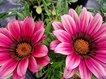 Gazania Seeds - Kiss Rose - Perfect For Front Border,Containers and Baskets !(100 Seeds)