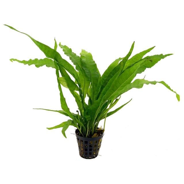 Potted Microsorum Plants - Java Fern | Live Freshwater Aquatic Plants for Aquariums and Terrariums - Low Light, Low Maintenance Plants. (Potted Microsorum Broad)