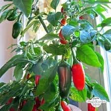Giant Jalapeno, Peppers Plants for Indoor or Outdoors, Chilli Plants, 6 x Plug Plant Pack, Chillies, Ready to Plant, Ideal for Chilli Peppers & Hot Chilli Food Lovers