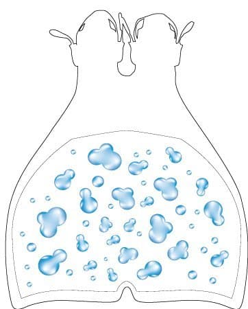 SweamMonofin Clear color with PLOUF Sticker - UK Foot size 2/5 - EU 34/38