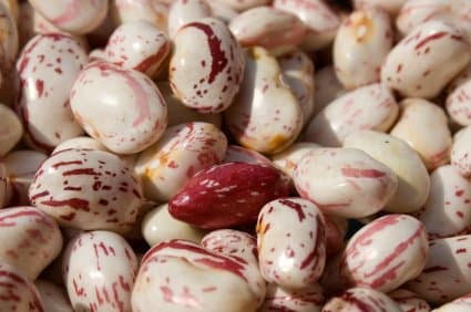 Borlotti Beans - 11 lb