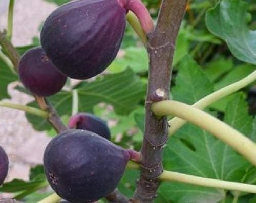 Fig Tree - Petite Negra - Ultra Dwarfing Fig Variety (1 Gallon)