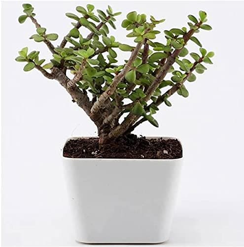 Plantec Js Stocks Green Jade Crassula Lucky Bonsai Feng Shui Plant (Pot Included)