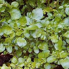 Watercress