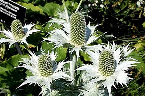 Silver Sea Holly Eryngium Giganteum Miss Willmott'S Ghost Flower Seeds ctavl (10 Seeds)