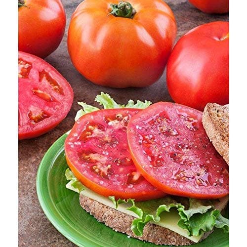 Amelia F1 Hybrid Tomato Seeds - Specially bred for Southeastern Gardens (10 - Seeds)