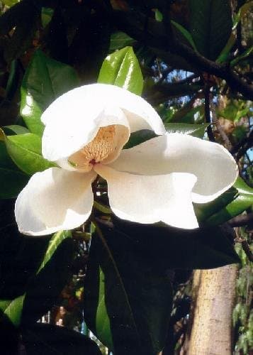 TROPICA - Southern Magnolia (Magnolia grandiflora) - 20 Seeds - Mediterranean