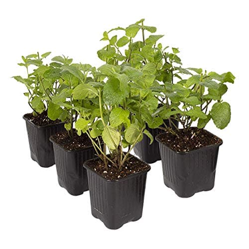 Live Aromatic and Edible Mint (6 Per Pack), 8" Tall by 4" Wide