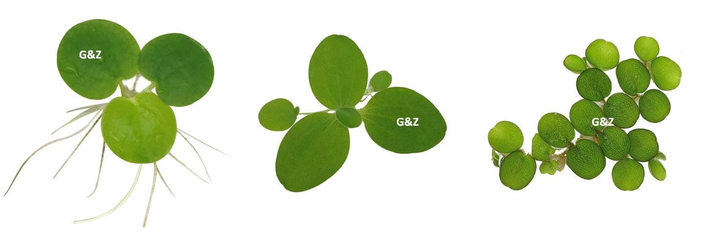 Aquarium Floating Plants Package #1, 12 Amazon Frogbit, 12 Dwarf Water Lettuce, 12 Water Spangles