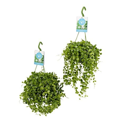 FloraAtHome - Green Plant - Dischidia Nummularia - 25cm high - set of 2