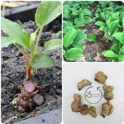 SHOP 360 GARDEN Kaempferia parviflora/Black Ginger/Thai ginseng/Krachai dum Plant Rhizomes For Growing - Pack of 6 Rhizomes