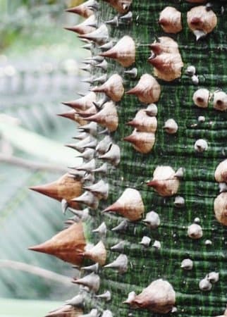 Silk Floss Tree - Ceiba speciosa (not Seeds) - 2 to 4+ inches (See State Restrictions)