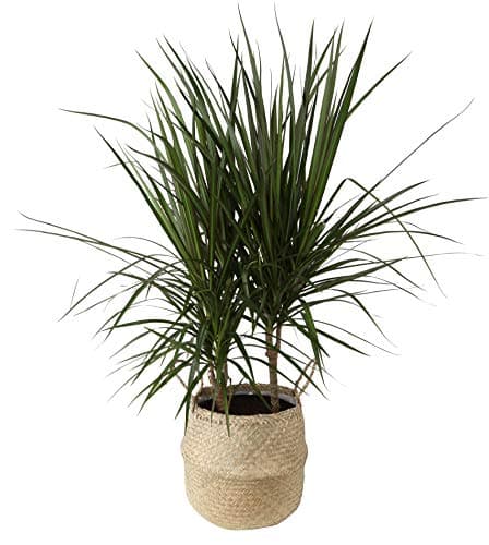 Costa Farms Dracaena Marginata Magenta Madagascar Dragon Tree Live Indoor Plant, 14-Inches Tall, Ships in White-Natural Décor Planter