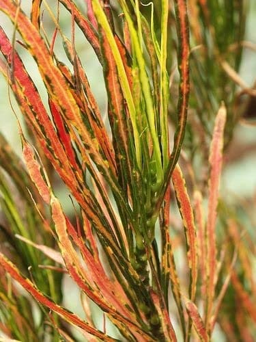 The Little Boo - Picasso's Paint Brush Croton Plant - Extremely Rare Croton Variety - Fresh, Healthy & Colorful Plant - 1.5 to 2 Feet Tall Plant