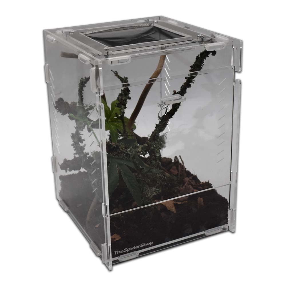 The Spider Shop Mantis Starter Kit - Complete Mantis starter kit