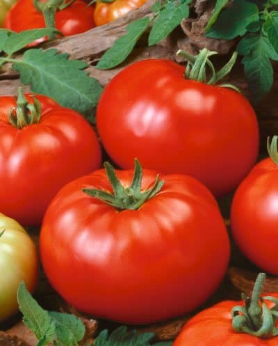 Beefsteak Tomatoes Seeds - 30 Seeds - Grow Your Own Tomatoes