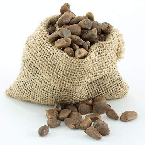 Great Companions Pine Nuts, Bird Treat- 5 lbs