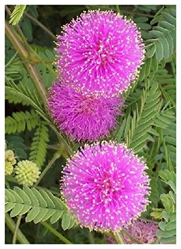 TROPICA - Sensitive Briar 'Pink Sparkles' (Mimosa nuttallii) - 30 Seeds - Tropical Magic