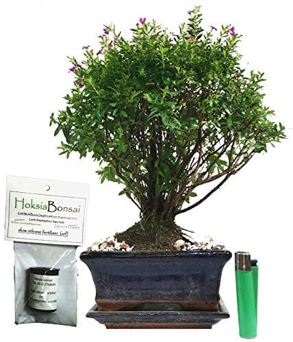 (cu15+F) Japanese Myrtle - Cuphea hyssopifolia Indoor Bonsai Tree with Free Food