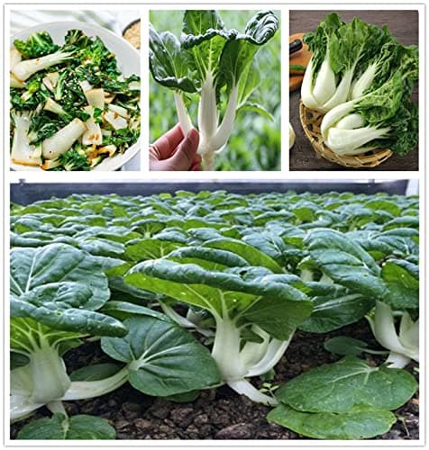 300 Baby Bok Choy Seeds Dwarf Pak Choi Asian Vegetable Chinese Cabbage