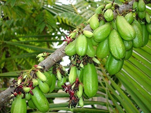 Averrhoa Bilimbi - Cucumber / Pickle Tree - Rare Tropical Plant Tree Seeds (10)