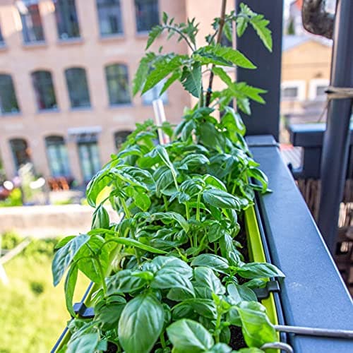 Kitchen Herb Seeds Set