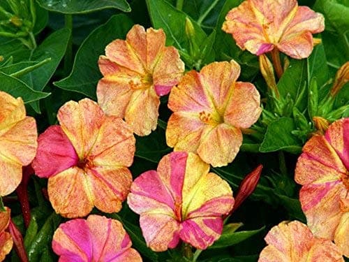 3 x Mirabilis Jalapa (Marvel of Peru, Japanese Wonder Flower) Tubers Ready to Plant (Free UK Postage)