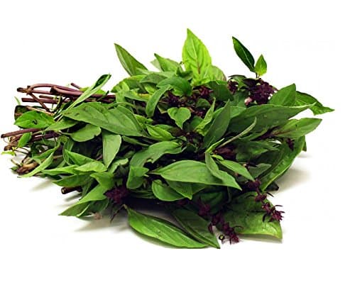 Seedline Thai Sweet Basil Seeds (1,000 Seeds) - Herb Heirloom Vegetable