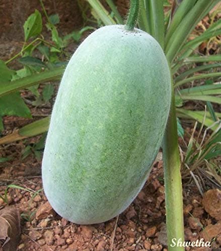 Ash Gourd Vegetable - 30 Seeds - Wax Gourd - Methai Petha Vegetable Seeds