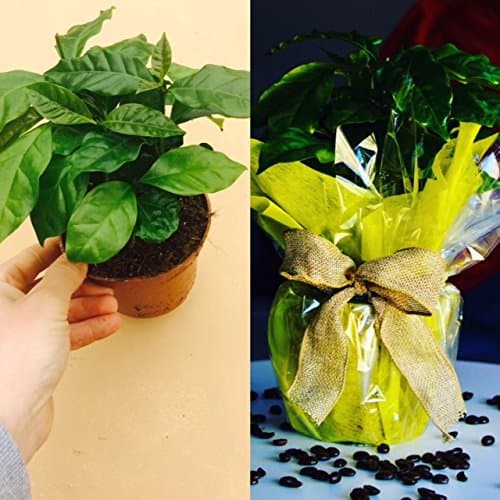 Coffee Arabica - Gift Wrapped Indoor / Plant Gift in a 12cm Pot