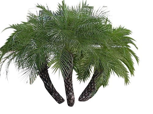10 Dwarf date palm seeds (Phoenix roebelenii) ->Seller Samenchilishop(World)