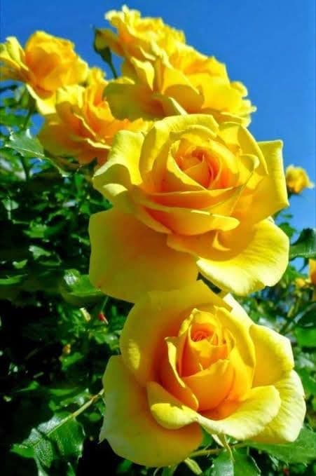 LEAF JIBON, Beutiful Yellow Rose/Gulab Flower Live Plant "GRAFTED" (Pack Of-1) Healthy Flower Plant 1/1.7 Ft Height Tree Flowering 6 Month