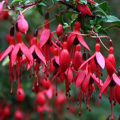 GardenersDream Fuchsia Riccartonii Plant - Outdoor Garden Ready Hardy Shrub - Upright Flowering Shrub in Pot - Outdoor Plant for Pots, Containers, Flower Beds and Borders (9cm Pot, 15-30cm)