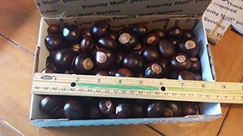 Ohio Buckeye Nuts - Large Size Buckeyes Nuts by DriedDecor.com