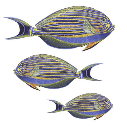 Instant Murals Design Sturgeon Fish Small Under The Sea Tropical Fish Bath Wall Mural Stickers