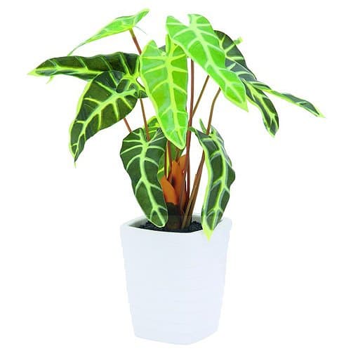 Europalms Europlams Caladium Plant, White-Green, 35 cm