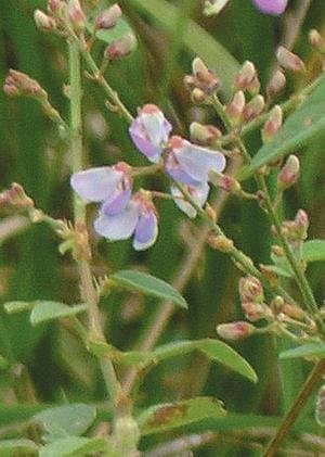 Perplexed Tick Trefoil (Desmodium perplexum), Seed Packet, True Native Seed