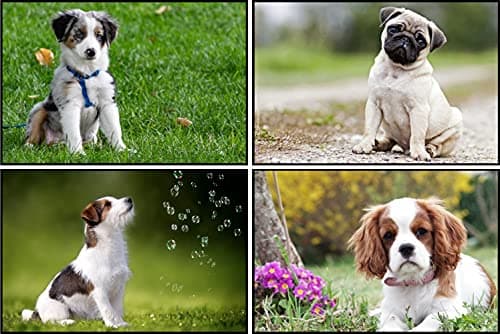 WePoster HD Colour Print Cute Dog Puppy Paper Poster for Wall, Room Decor - Combo Set of 4 (12 X 18 Inch, Multicolour)