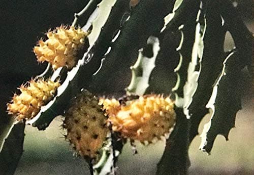 Selenicereus M. Yellow Dragon Fruit Flesh Cutting 7-10 inch (2) Pieces