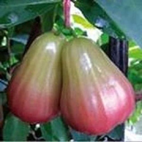 Thai Jumbo Wax Apple - 1 to 2 Feet Tall - Ship in 1 Gal Pot
