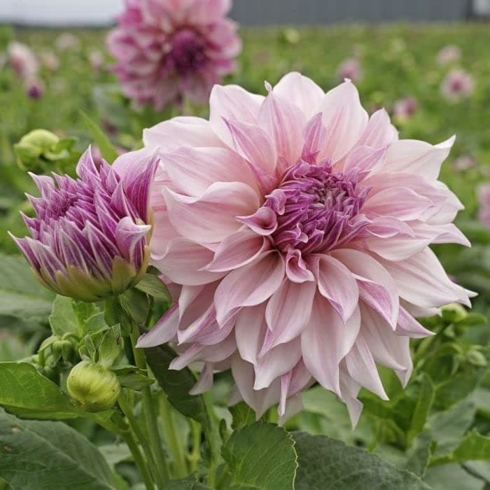 Flower Bulbs IMP. Dahlia | Dhalia | Dahalia Perennial Flower Bulbs Excellent Quality Attractive Aromatic Flower Home Outdoor Gardening Flowering Bulbs (Pack Of 2 The Cafe Au Lait)