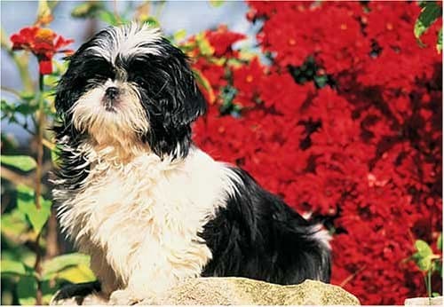 Shih Tzu 300 Piece Jigsaw Puzzle