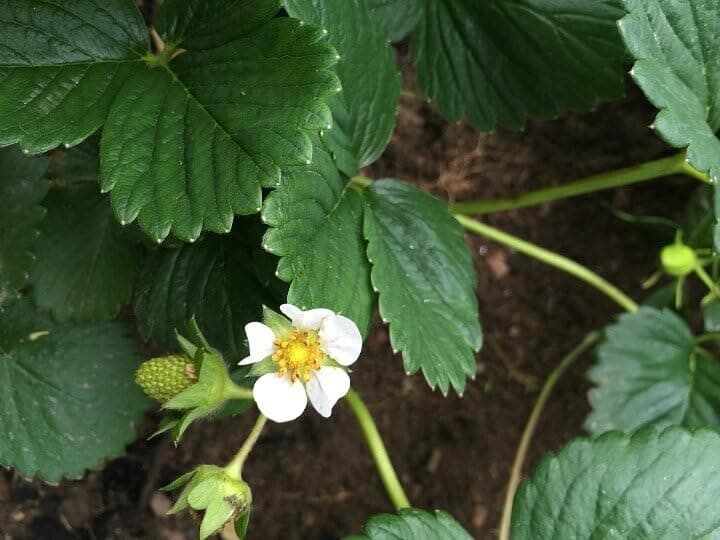 Sky Nursery Strawberry plant | strawberry plant | SWEET STRAWBERRY FRUIT PLANT OUTDOOR GARDEN LIVE PLANT | CXX