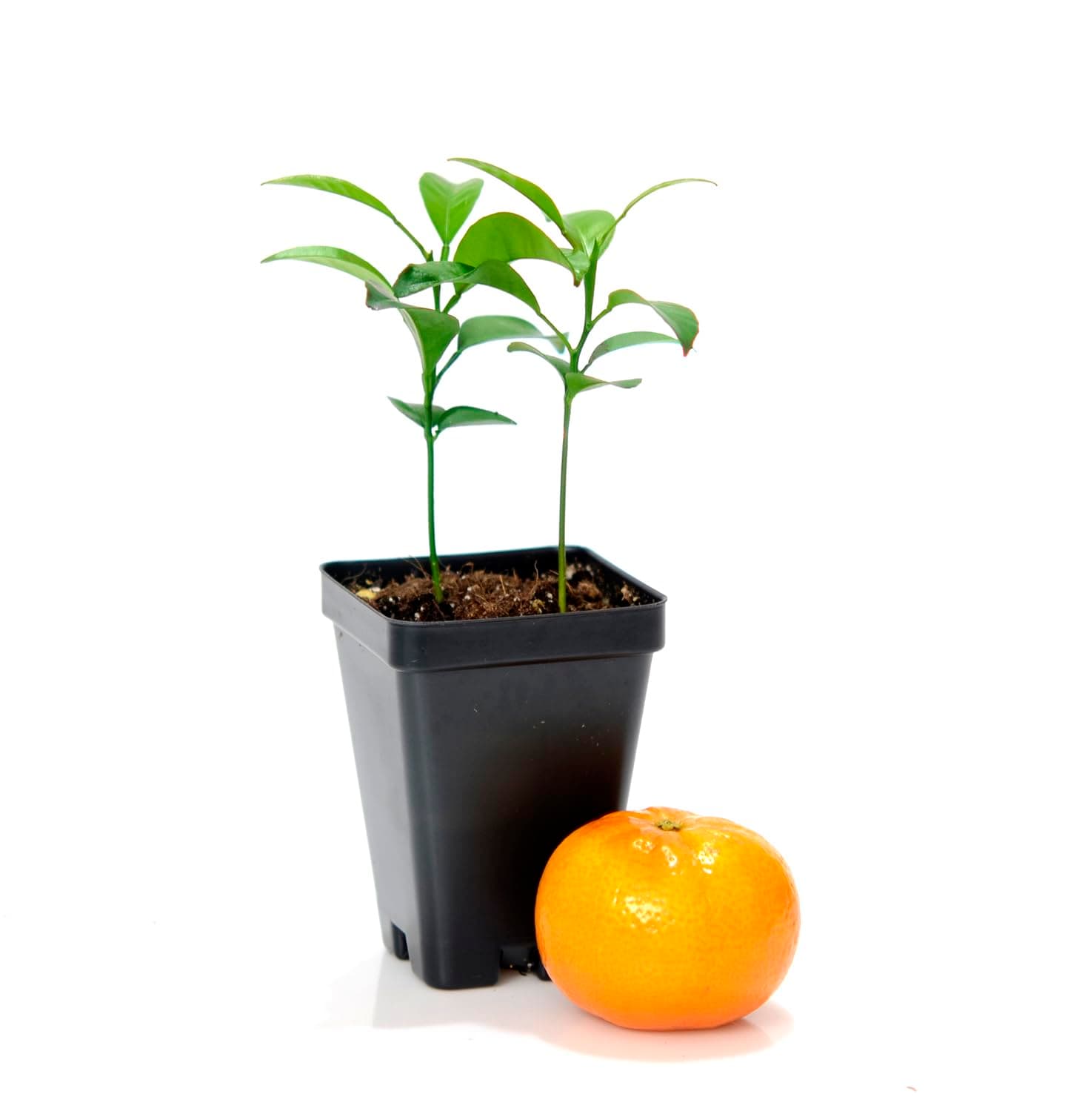 Satsuma Mandarin Tree - Pot of 2 Starter Plants. Citrus unshiu. 3'' - 5'', Orange