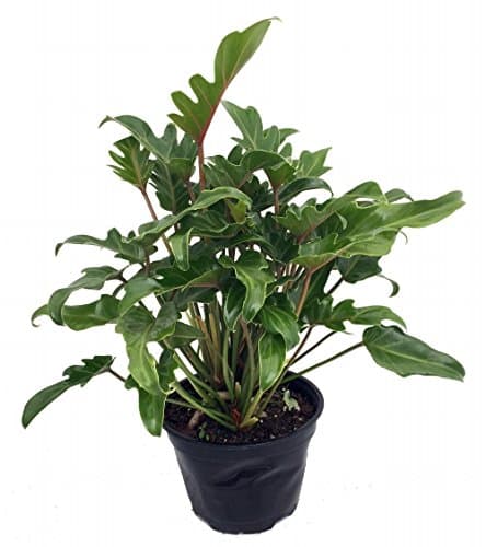 Deja Vu Philodendron - Easy to Grow House Plant - 6" Pot