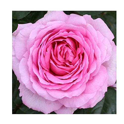 Rosa Bush Rose Modern Hybrid Tea 'Mum in a Million' Potted