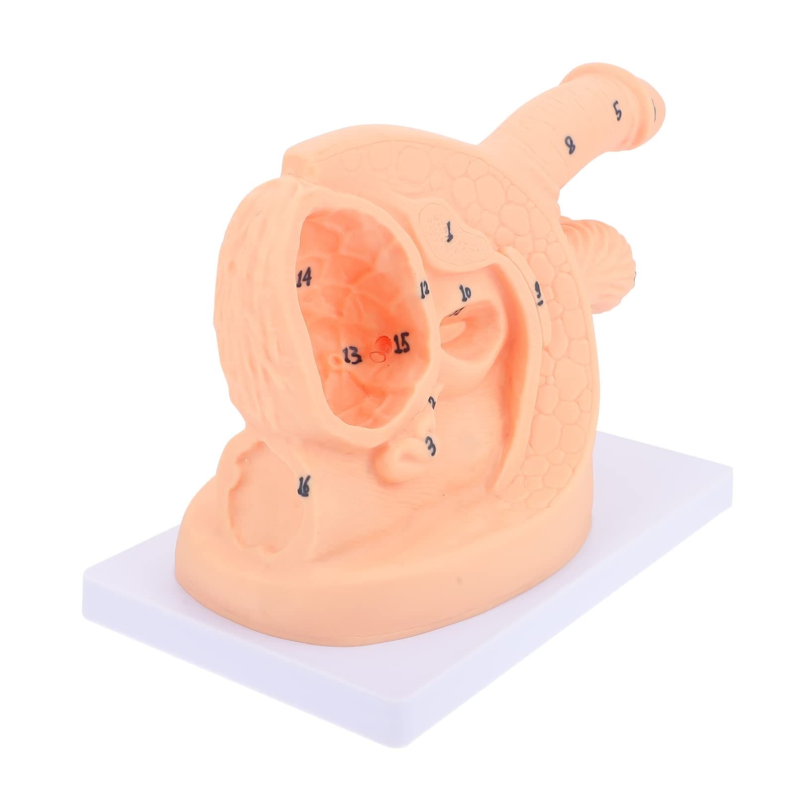 Male Catheterization Manikin, PVC Manikin Teaching Manikin - A Training Aid for Gynecological Medical Education.