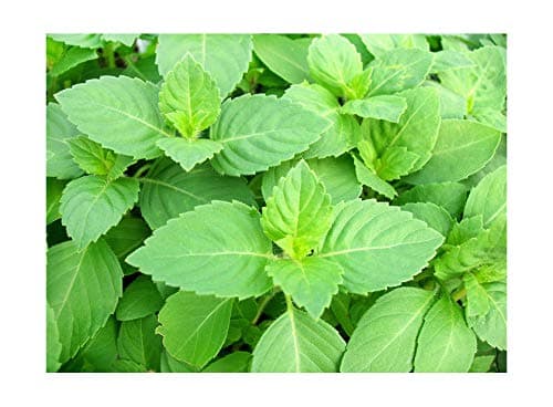 100 Indian Rama Tulsi Holy Sacred Basil Seeds Green Leaf Heirloom Non-GMO Tulasi Herb Grows Big Fragrant Grown in USA Ocimum Sanctum